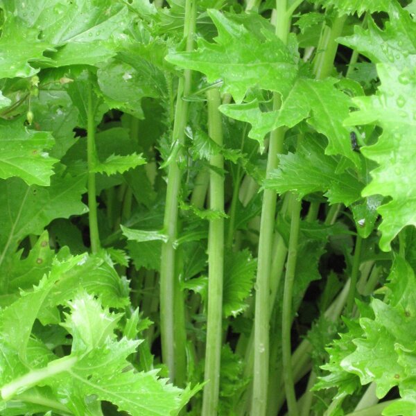 Grelo (Brassica rapa) semillas