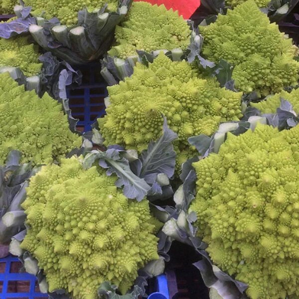 Brócoli romanesco / coliflor verde (Brassica oleracea) semillas