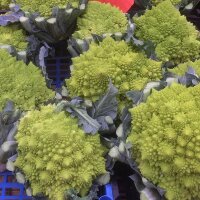 Brócoli romanesco / coliflor verde (Brassica...