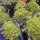 Brócoli romanesco / coliflor verde (Brassica oleracea) semillas