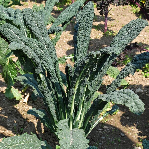 Col rizada Cavolo Nero Negro De La Toscana (Brassica oleracea var. palmifolia) semillas