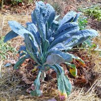 Col rizada Cavolo Nero "Negro De La Toscana" (Brassica oleracea var. palmifolia) semillas