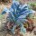Col rizada Cavolo Nero Negro De La Toscana (Brassica oleracea var. palmifolia) semillas