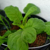 Col rizada Butterkohl (Brassica oleracea var. costata) semillas