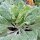 Col rizada Butterkohl (Brassica oleracea var. costata) semillas