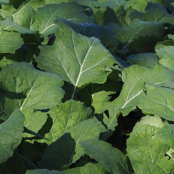 Nabicol alemán Bremer Scheerkohl (Brassica napus var. pabularia) semillas