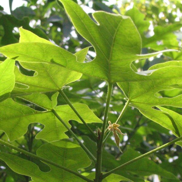 Braquiquito / árbol botella / kurrajong (Brachychiton diversifolius) semillas