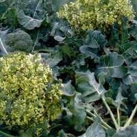 Brócoli Calabrese (Brassica oleracea) semillas