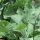 Brócoli Calabrese (Brassica oleracea) semillas