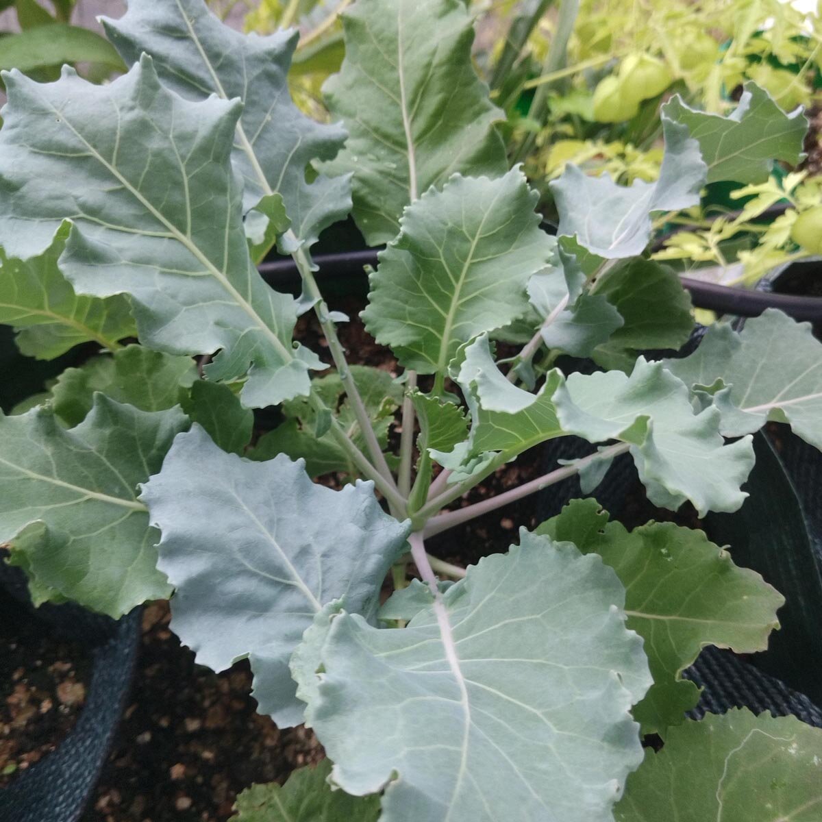 Cavolo rosso 'Rodynda' (Brassica oleracea) biologico - circa 100 semi