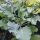 Col silvestre (Brassica oleracea ssp. oleracea) semillas