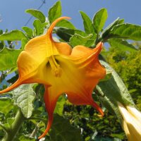 Trompetero blanco (Brugmansia suaveolens) semillas