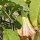 Trompetero blanco (Brugmansia suaveolens) semillas