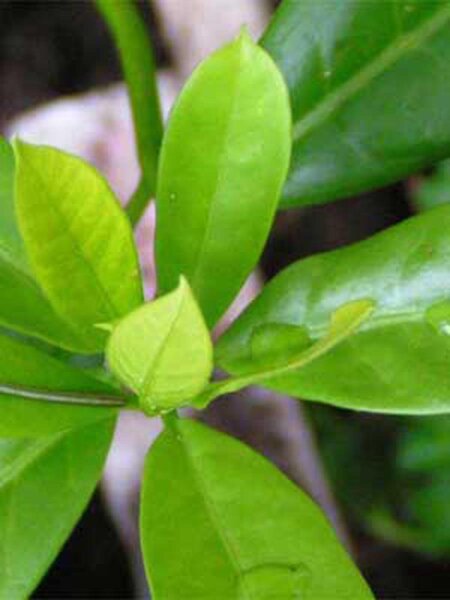 Manaka Chiricaspi/ Chiric Sanango (Brunfelsia grandiflora) semillas