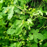 Nabo del diablo (Bryonia dioica) semillas