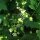 Nabo del diablo (Bryonia dioica) semillas