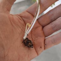 Castañuela (Conopodium majus) semillas