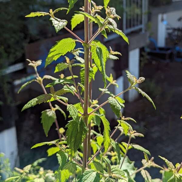 Thepelakano / Hierba de los sueños (Calea zacatechichi) semillas