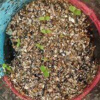 Thepelakano / Hierba de los sueños (Calea zacatechichi) semillas