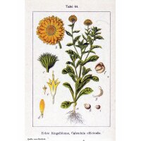 Caléndula / margarita (Calendula officinalis) semillas