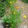 Caléndula / margarita (Calendula officinalis) semillas