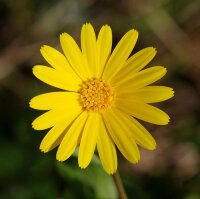 Maravilla silvestre (Calendula arvensis) semillas