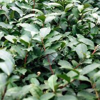 Planta de té (Camellia sinensis) semillas