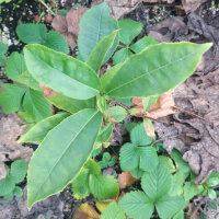 Planta de té (Camellia sinensis) semillas