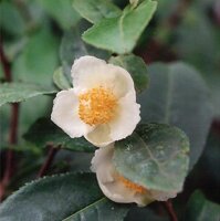 Planta de té (Camellia sinensis) semillas