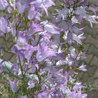 Rapónchigo / Ruiponce (Campanula rapunculus) semillas