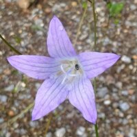 Rapónchigo / Ruiponce (Campanula rapunculus) semillas