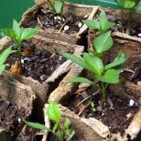 Chile Poblano Mulato Isleno (Capsicum annuum) semillas
