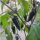 Chile Poblano Mulato Isleno (Capsicum annuum) semillas