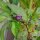 Chile Poblano Mulato Isleno (Capsicum annuum) semillas