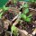 Chile Poblano Mulato Isleno (Capsicum annuum) semillas