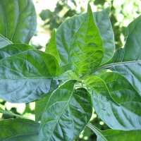 Chile Tabasco (Capsicum frutescens) semillas