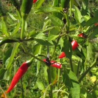 Chile Tabasco (Capsicum frutescens)
