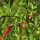 Chile Tabasco (Capsicum frutescens) semillas