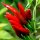 Chile thai Prik Kee Noo (Capsicum frutescens) semillas