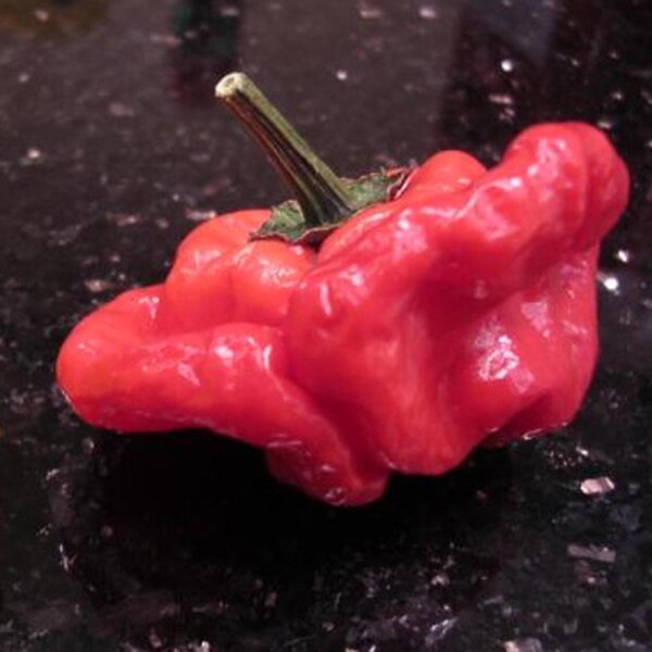 Chile Mini Bonnet (Capsicum baccatum) semillas