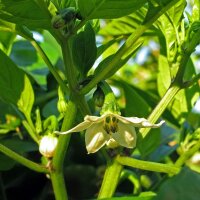 Chile Jalapeño (Capsicum anuum) semillas