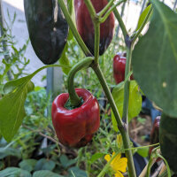 Chile Ancho / pimiento poblano (Capsicum annuum) semillas