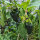 Chile Ancho / pimiento poblano (Capsicum annuum) semillas