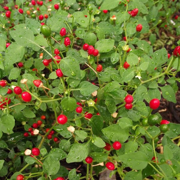 Chiltepín (Capsicum annuum var. aviculare) semillas