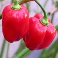 Pimiento habanero rojo del Caribe (Capsicum chinense)...