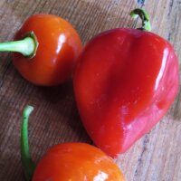 Pimiento habanero rojo del Caribe (Capsicum chinense) semillas