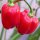Pimiento habanero rojo del Caribe (Capsicum chinense) semillas