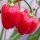 Pimiento habanero rojo del Caribe (Capsicum chinense) semillas