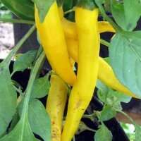 Ají limón Lemon Drop (Capsicum baccatum)...