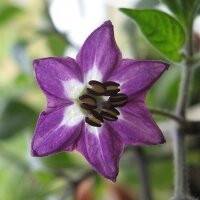 Chile manzano/ rocoto (Capsicum pubescens) semillas